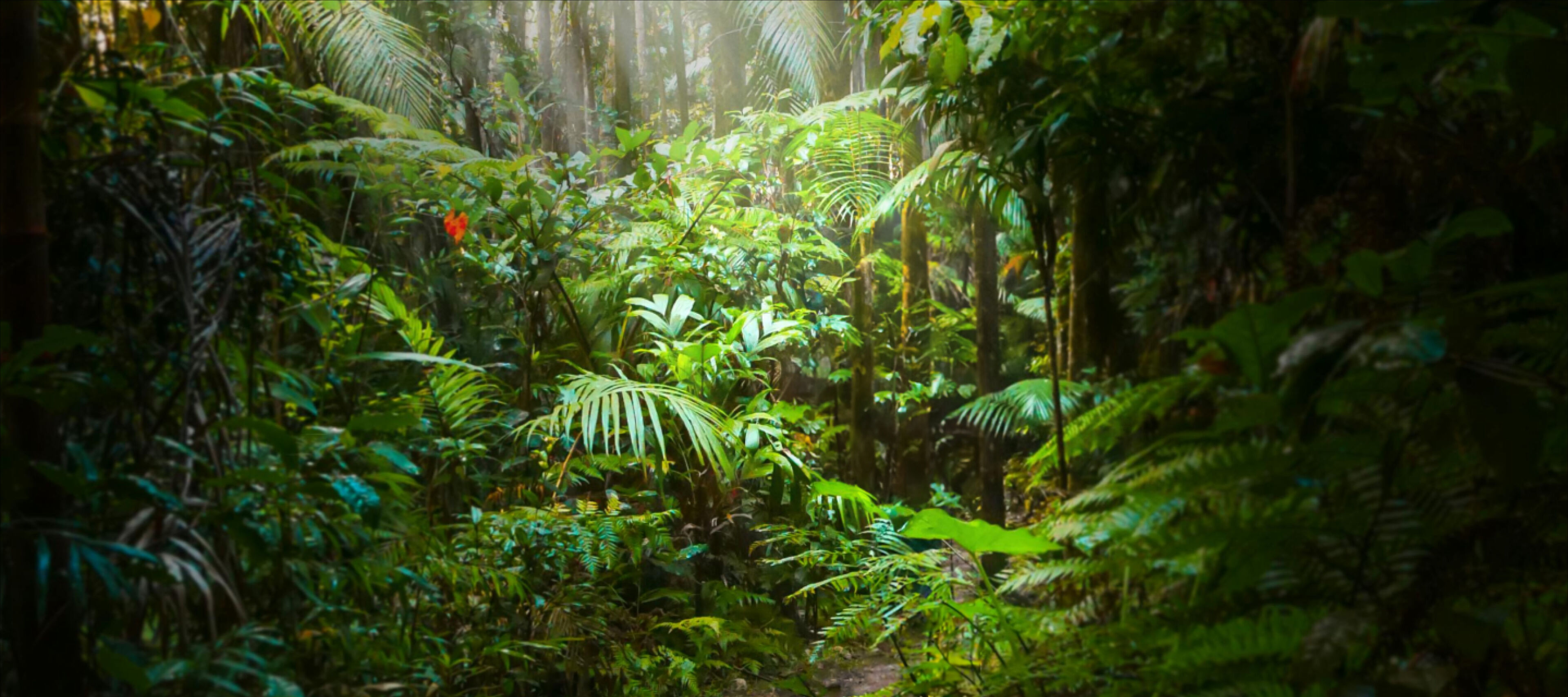 Dense rainforest with rays of sunlight penetrating through the canopy.